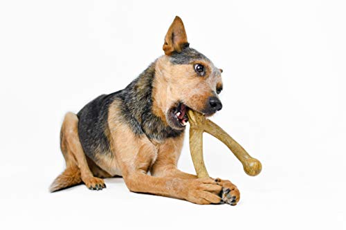 Pet Qwerks Wishbone BarkBone - Nylon Chew Toy for Aggressive Chewers - Peanut Butter Flavor - 8.25"