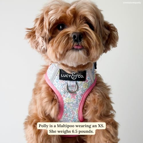 Lucy & Co. Ditsy Daydream No-Pull Dog Harness, Adjustable Front Clip Harness with Comfort Padding, X-Large - color: Ditsy Daydream, size: X-Large