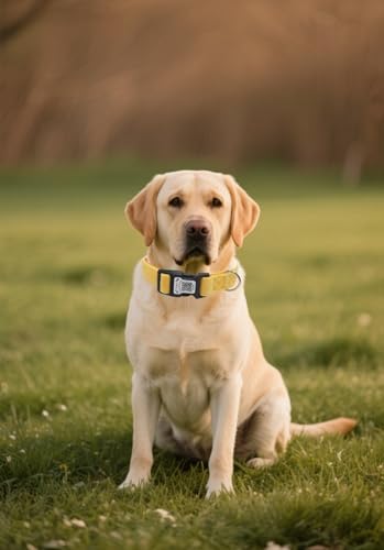 THAIN Smart QR Code Dog Collar-Nylon & Velvet Pet Collar with Unique ID Registration, Adjustable Plastic Buckle for Large Dogs–Black, Red, Pink, Yellow (Yellow, L) - color: Yellow, size: L
