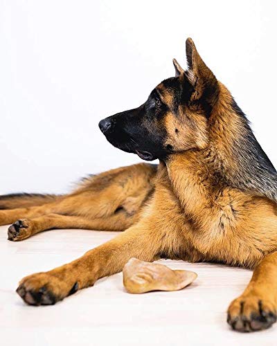Pet Qwerks Pigs Ear BarkBone - Nylon Dog Bone for Aggressive Chewers - Bacon Flavor - 6" - size: 1 Count (Pack of 1)