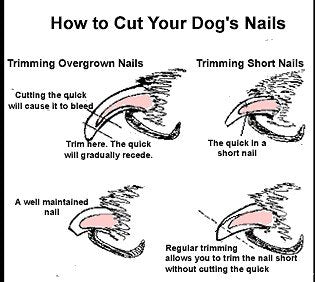 1 X Dog Nail Clippers for Small to Medium Dogs with Nail Guard Comes in Black, Blue, or Red