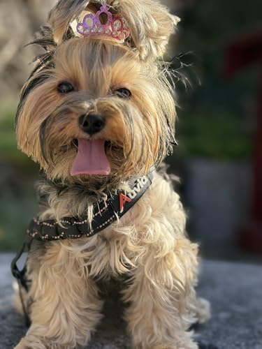 Dog Car Seat Belt for Vehicle Safety, Adjustable Dog Seat Belt Tether with Bungee Stretch, Seat Belt Clip & Headrest Loop, Includes Collapsible Travel Dog Bowl 350ml, Black/Orange