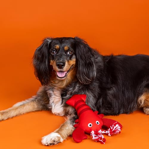 Fringe Studio Floating Dog Toy with Rope Feeling Claw-Some, Pet Shop Collection (640027) - color: Feeling Claw-Some
