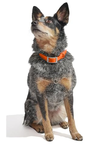 Wild One Dog Collar, Easy-Clean, All Weather Flex-Poly Strap with Metal, Durable, Dirt and Odor Resistant (Blaze, L) - color: Blaze, size: L