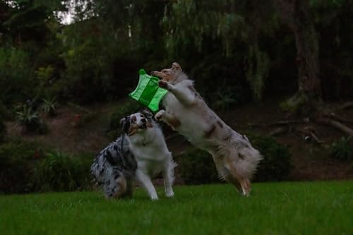 Chuckit! Flying Glow Squirrel Fetch Dog Toy, Medium 10.5", Glows in Dark | Lightweight and easy to throw for night play, suits all breeds and sizes, pack of 1, keeps active pups chasing after dusk - style: Flying Glow Squirrel