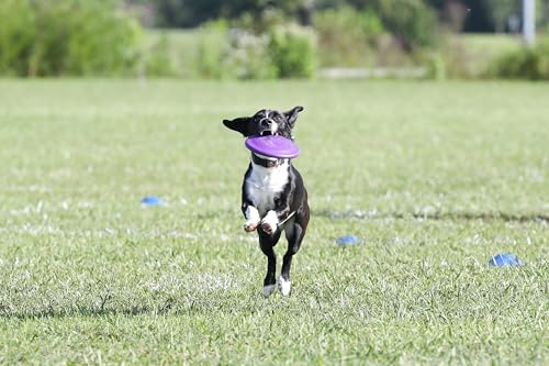 Hyperflite Z-Pup Hyperflex Flexible Dog Flying Disc, Small Dogs | Ultra Flexible, Puncture Resistant | 7.25-inch, 112g | Small Dogs | Purple