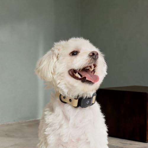 Fei & Eve VERO Dog Collar, Champagne, Small | MagEase Magnetic Buckle, Waterproof PVC, Odor Resistant, Easy Clean, Heavy Duty - color: Champagne, size: S
