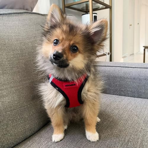 Voyager Step-in Air All Weather Mesh Harness and Reflective Dog 5 ft Leash Combo with Neoprene Handle, for Small, Medium and Large Breed Puppies by Best Pet Supplies - Red, X-Small - color: Leash Harness Set (Red Base), size: XS (Chest: 13 - 14.5")