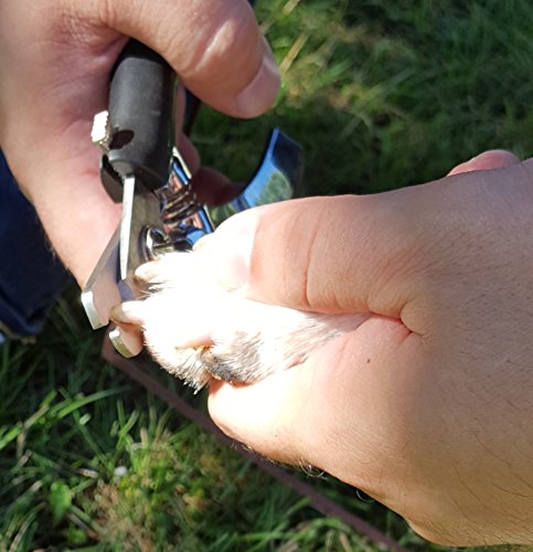 Resco Professional Dog Nail Trimmer, Surgical Steel - size: Regular Trimmer