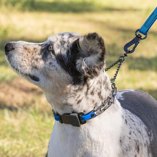 Herm Sprenger Black Stainless Steel Dog Collar with Quick Release ClicLock Buckle and Biothane Insert Training Collar Made in Germany (Cerulean Blue, 16in x 2.25mm(Neck Size up to 13-14in)) - color: Cerulean Blue, size: 16in x 2.25mm(neck size up to 13-14