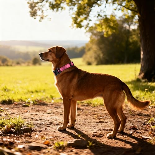 Reflective Dog Collar with Buckle, Heavy Duty Dog Collars with Soft Padded, Adjustable, Ultra-Durable, Pet Collar for Small Medium and Large Dogs (HOT Pink, S) - color: Hot Pink, size: S (12-18'')