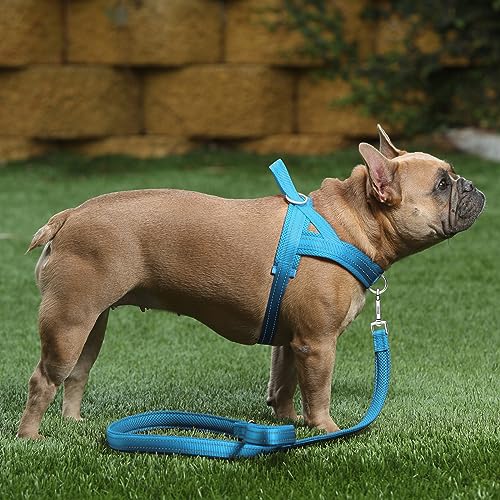 Plutus Pet No Pull Dog Harness with Breathable Mesh Padded, Adjustable Reflective Escape Proof Dog Harness, Quick Fit Dog Vest Harness for Small Medium Large Dogs(XS, Cyan) - color: Cyan, size: XS: chest 13.8"-17.3"