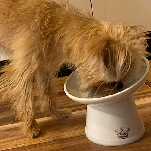 Necoichi Raised Dog Food Bowl, Elevated, for Dogs and Cats, Pets Feeding Feeder Non-Slip for Small Dogs Dishwasher and Microwave Safe, No.1 Seller in Japan! (Dog, Extra Wide Tilted) - size: Extra Wide (Pack of 1)