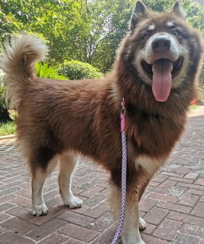 6ft Reflective Large Dog Leash, 3/4" Strong Nylon Thick Rope Braided Heavy Duty for Large Medium Dogs Walking Training Leads (Pink) - color: Pink, size: 6ft * 3/4"