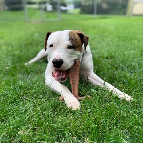 SPOT Bam-Bones Plus Coffee Wood T-Bone Dog Chew Toy, Beef Flavor, Nylon and Coffee Wood Fiber Blend, Durable Chew for Heavy Chewers and Dogs Under 60 lbs, Non-Splintering Dental Chew, 6 Inch - size: 6 Inch (Pack of 1)