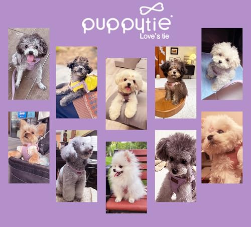 Puppytie No Pull xs Dog Harness with Multifunction Dog Leash,Soft Adjustable No Choke Escape Proof Pet Harness Vest,Light Purple,XS - color: Purple, size: XS(4.5-11lb)