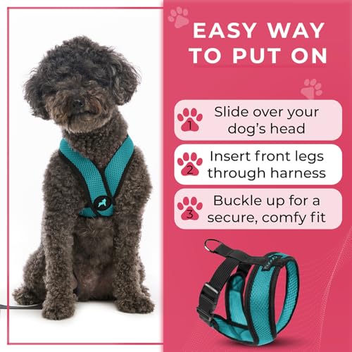 Gooby Comfort X Head-in Harness – Medium Dog Harness (9–15 lbs), Turquoise, No Pull, Choke-Free Design - color: Turquoise, size: Medium Chest (14.25-18.75")