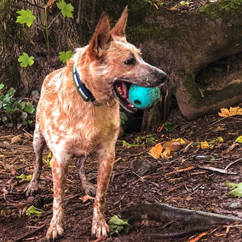 Chew King Fetch Balls Extremely Durable Natural Rubber Toy Pack of 3 - 3 inch Balls (CM-0263-CS01) - color: 3-Pack (3" Balls) - Blue, Purple, Turquoise