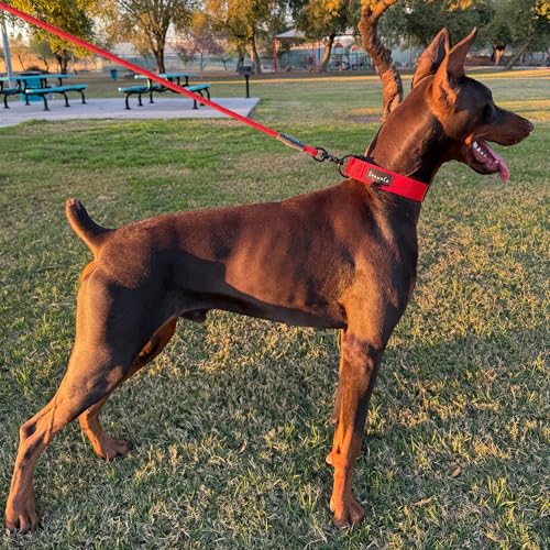 ShawnCo Basecamp Dog Collar- Premium, Adjustable, Heavy-Duty Nylon Tactical Dog Collar with Metal Buckle for Medium and Large Dogs (Mustang Red, S) - color: Mustang Red, size: S- No Handle