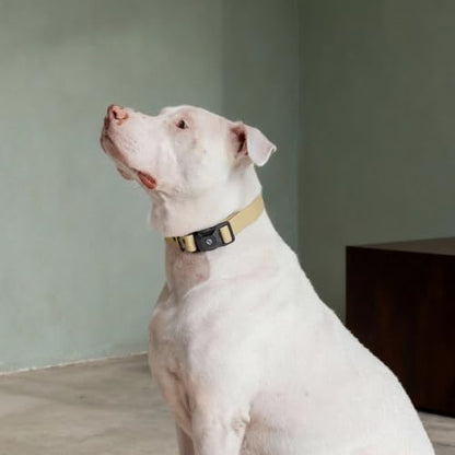 Fei & Eve VERO Dog Collar, Champagne, Medium | MagEase Magnetic Buckle, Waterproof PVC, Odor Resistant, Easy Clean, Heavy Duty - color: Champagne, size: M