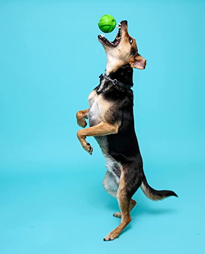 Hartz Dura Play Bacon Scented Squeak Ball Dog Toy for Small Breeds, 36 Pack - size: 3 Count (Pack of 12), style: Small Ball
