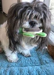 Glory To Dog TinyToy Plush Green Turtle Very Small Dog Toy for Small and Toy Breed Dogs - style: Turtle
