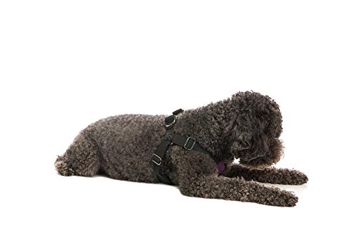 Gooby - Comfort X Step-in Harness, Choke Free Small Dog Harness with Micro Suede Trimming and Patented X Frame, Purple, Small - color: Purple, size: Small