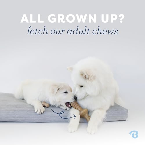 Benebone Puppy 2-Pack Maplestick/Zaggler Durable Dog Chew Toys for Gentle Chewers, Real Bacon, Real Maplewood, Made in USA, Tiny - size: Puppy Tiny (2-Pack)
