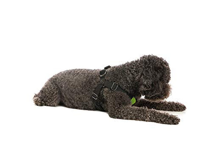 Gooby - Comfort X Step-in Harness, Choke Free Small Dog Harness with Micro Suede Trimming and Patented X Frame, Green, Medium - color: Green, size: Medium