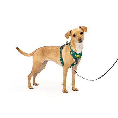 PetSafe Easy Walk Comfort No-Pull Dog Harness Full-Body Padding - Better Walks on the First Use - 5 Points of Adjustment X-Small, Green - color: Green, size: Extra Small