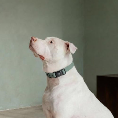 Fei & Eve VERO Dog Collar, Glacier Green, Medium | MagEase Magnetic Buckle, Waterproof PVC, Odor Resistant, Easy Clean, Heavy Duty - color: Glacier Green, size: M