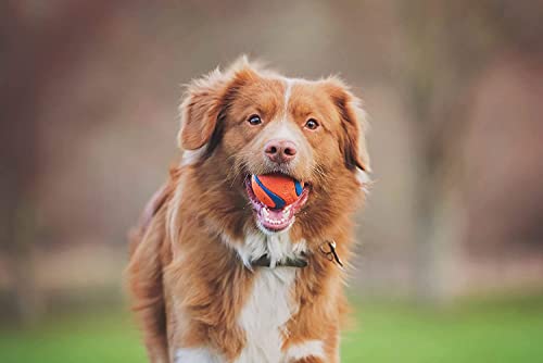 Chuckit! Fetch Pack - Chuck It Dog Ball Launcher 18 M, Tennis Ball, Ultra Rubber Ball and Ultra Fetch Stick Dog Gifts, Dog Toys Indestructible Dog Ball Thrower Launcher