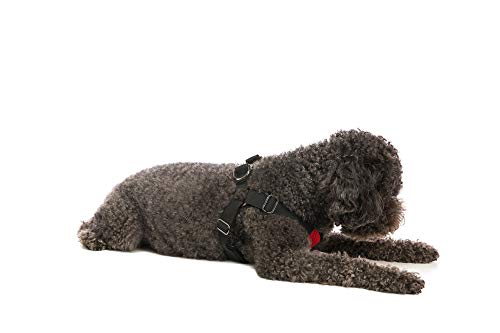 Gooby - Comfort X Step-in Harness, Choke Free Small Dog Harness with Micro Suede Trimming and Patented X Frame, Red, Small - color: Red, size: Small