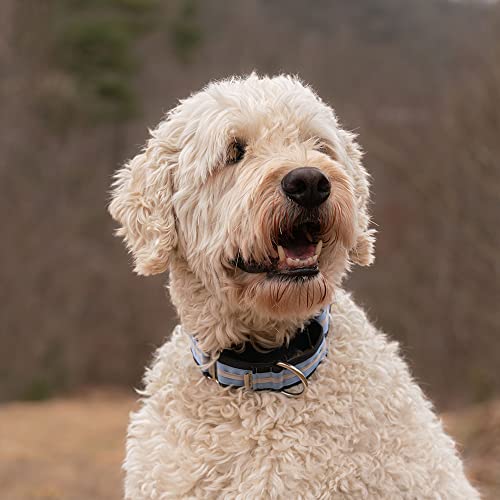 If It Barks 1.5" Martingale Collar for Dogs, Adjustable Nylon, Made in USA,Key Lime Pie,Small (11" - 15") - color: Key Lime Pie, size: Small (11"-15") w/o Buckle