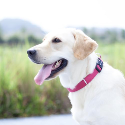 Hyhug Small Dog Collar Quick-Release| Heavy-Duty Nylon Puppy Collar, Adjustable & Durable Pet Supplies for Boy & Girl Dogs (Small, Rose Red) - color: Rose Red, size: Small