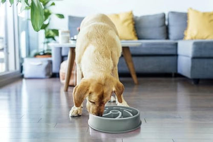 Cutie's PetBox Slow Feeder Dog Food Bowl, Plastic Swirl Design with Anti-Slip Base (Blue)