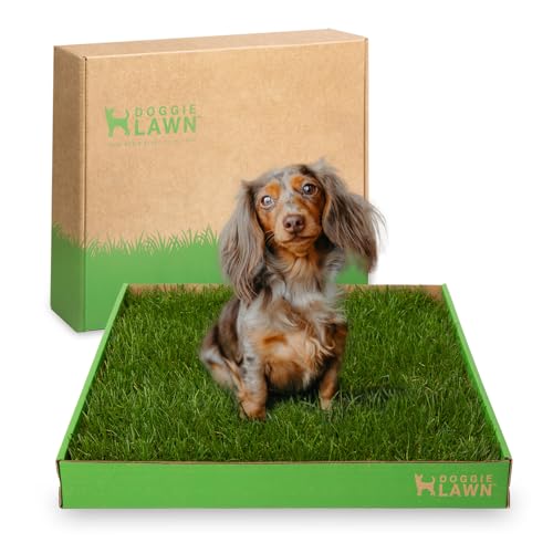 DoggieLawn Real Grass Puppy Pee Pads- 24 x 16 Inches - Perfect Indoor Litter Box for Dogs - No Mess, Easy-to-Use - Potty Training for Pets - Disposable Bathroom with Real Living Grass - size: Standard 24x16 inches