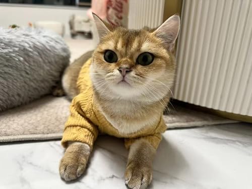 Kitten Clothes, Dog Cat Sweaters Pet Puppy Knitwear Costume Fall Winter Coat for Small Medium Cats Dog Girl Boy Fit 2.2-23lb - color: Yellow, size: Small