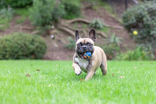 Chuckit! Dog Ultra Squeaker Dog Ball, Small (2 Inch), Pack of 1, For Small Breeds - size: Small (1 Pack), style: Squeaker