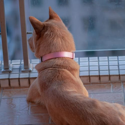 Hyhug Heavy Duty Dog Collar for Small Dogs, Pink| Quick Release Nylon, Adjustable No-Pull Training & Everyday Walk(Small, Bonbon Pink) - color: Bonbon Pink, size: Small