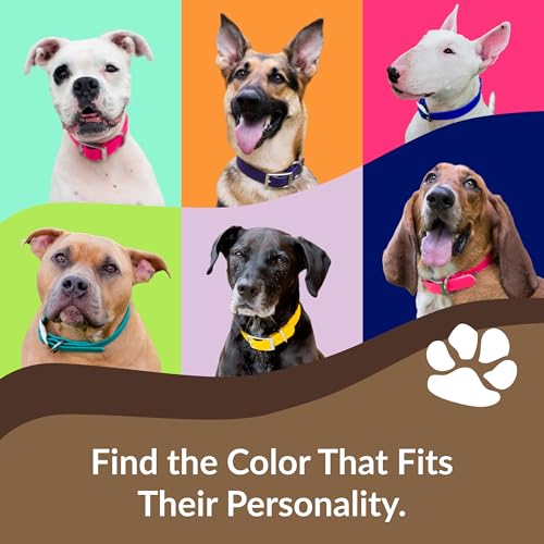 dogIDs Personalized Dog Collar – Custom Waterproof Soft-Grip Biothane with Laser-Engraved Nameplate, Durable & Odor-Resistant, USA Made | Margarita, 1 in x 16 in (Fits Necks Size 14-18 in) - color: Margarita, size: 1 in x 16 in (Fits Necks Size 14-18 in)