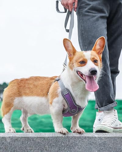 Medium Dog Harness and Leash Set,No Pull Adjustable Step in Soft Mesh Vest Harness,Easy Walk Reflective Pet Harness with Padded Handle for Walking Training Small Medium Large Dogs and Cats (Purple, M) - color: Purple, size: M