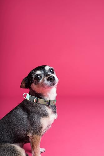 Dog Collar, Cute Holiday in Beach Pattern, Soft and Adjustable Collar with Quick Release Buckle (XS (Neck 9-13", Width 3/8"), Beach Green) - color: Beach Green, size: XS (Neck 9-13", Width 3/8")