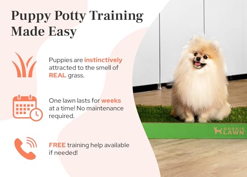 DoggieLawn Real Grass Puppy Pee Pads- 24 x 24 Inches - Perfect Indoor Litter Box for Dogs - No Mess, Easy-to-Use - Potty Training for Pets - Disposable Bathroom with Real Living Grass - size: Large 24x24 inches