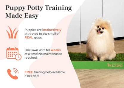 DoggieLawn Real Grass Puppy Pee Pads- 24 x 16 Inches - Perfect Indoor Litter Box for Dogs - No Mess, Easy-to-Use - Potty Training for Pets - Disposable Bathroom with Real Living Grass - size: Standard 24x16 inches
