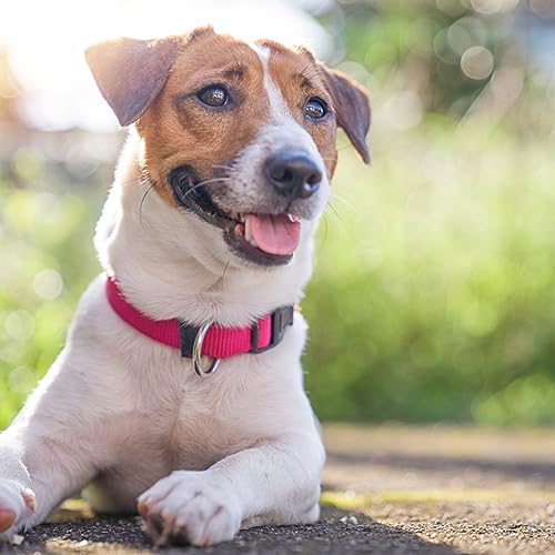 Dog Collar Hot Pink Basic Dog Collars with Breathable Quick Release Nylon Pet Collar for Puppy Small Medium Large Dogs Girl - color: Hot Pink, size: Small,Neck 10-14.5"(Pack of 1)