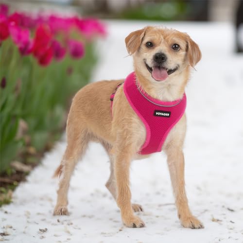 Best Pet Supplies Voyager Aerolite Over the Head Dog Harness, No Pull Breathable Air Mesh Vest, Quick Dry with Reflective Stitching, Adjustable Escape Resistant Harness - Fuchsia, X-Small - color: Fuchsia, size: XS