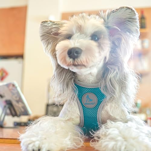 Dog Harness (Chest 14.5"-15.5", Weight 6–10 lbs) Athletica Adjustable Heavy Duty No Choke Puppy Vest for Small Dogs Lightweight Air Mesh, Reflective, Puppy Essentials – Turquoise, Small - color: Turquoise, size: Small
