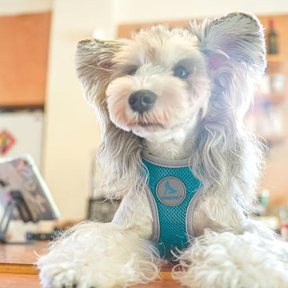 Kruz Dog Harness (Chest 16"-17", Weight 10–15 lbs) Athletica Adjustable Heavy Duty No Choke Puppy Vest for Small Dogs Lightweight Air Mesh, Reflective, Puppy Essentials – Turquoise, Medium - color: Turquoise, size: Medium