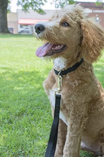 Country Brook Petz - Black Martingale Heavyduty Nylon Dog Collar and Double Handle Leash (1 Inch, Extra Large) - color: Black, size: Extra Large (Pack of 1)